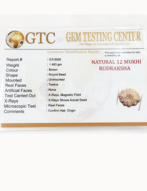 12 Mukhi Certified Indonesian Rudraksha Size- 17.50 mm